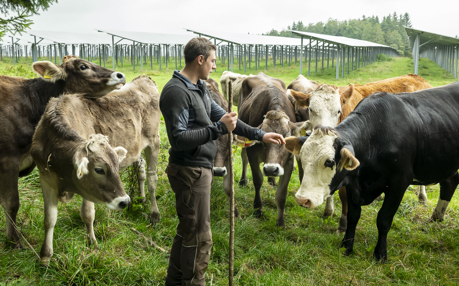 Sonne, Watt und Weidetiere