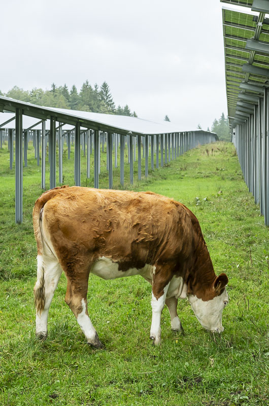 Zurück zu den Wurzeln
