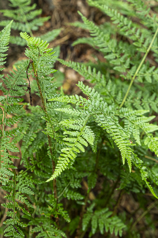 Zurück zu den Wurzeln